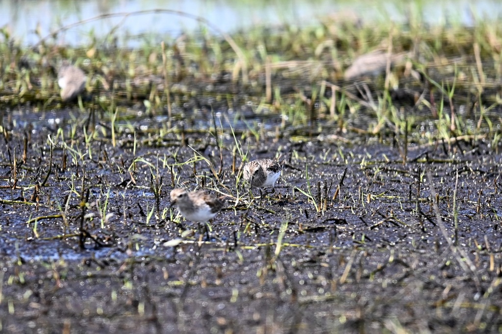 待って待って　10-15-25