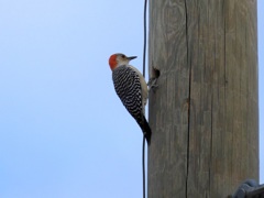 Red Bellied Woodpecker 10-8-23