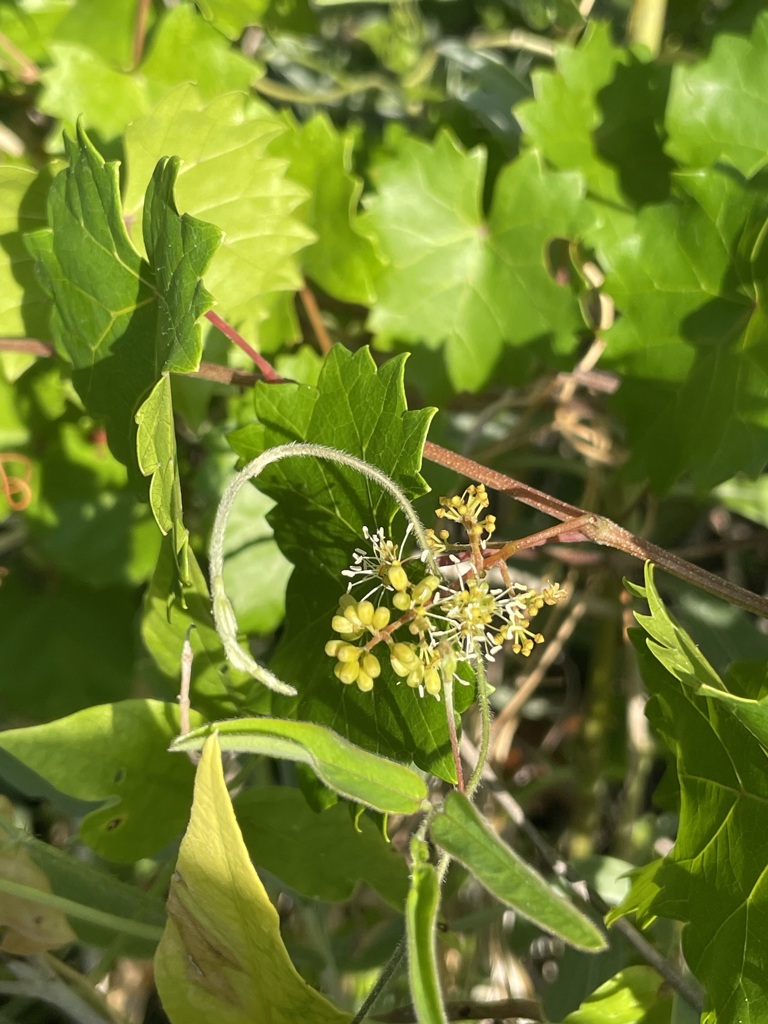 Muscadine II 5-10-23