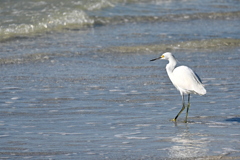 Snowy Egret on the Shore 11-26-24