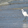 Snowy Egret on the Shore 11-26-24