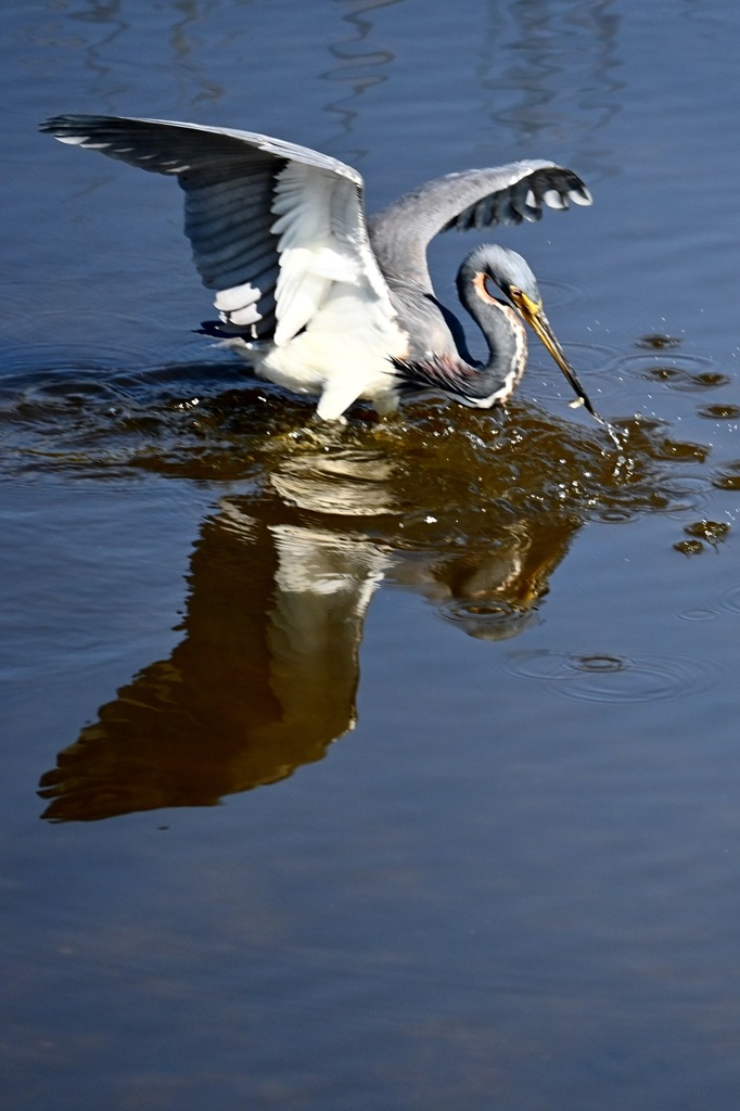 捕まえた　11-18-25