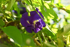 Butterfly Pea I 7-17-25