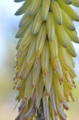 Aloe Vera III 3-11-25