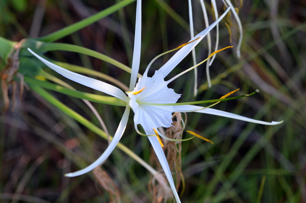 Perfumed Spiderlily II 8-30-25