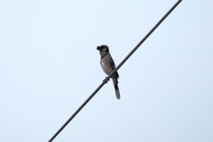 Blue Jay 11-28-23