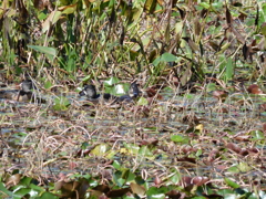 Ring-necked Duck 12-13-22