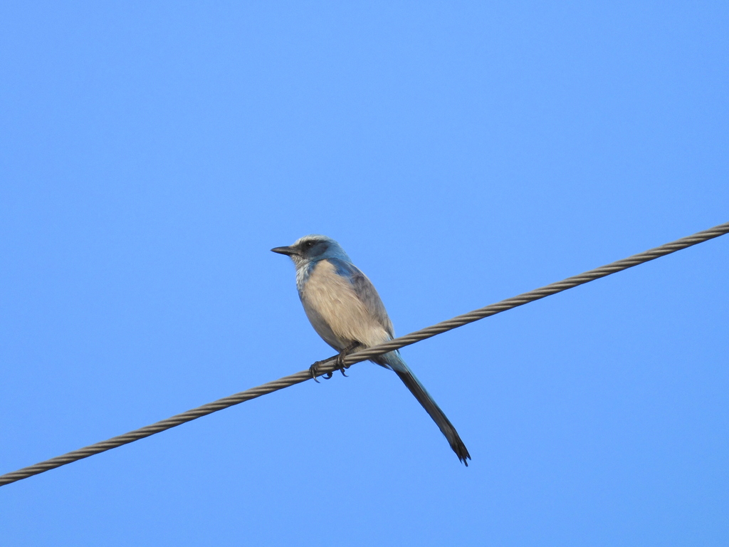 Scrub Jay II 1-5-23