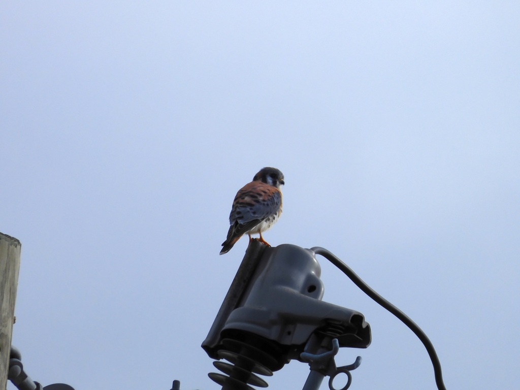 American Kestrel 11-26-23