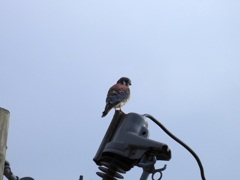 American Kestrel 11-26-23