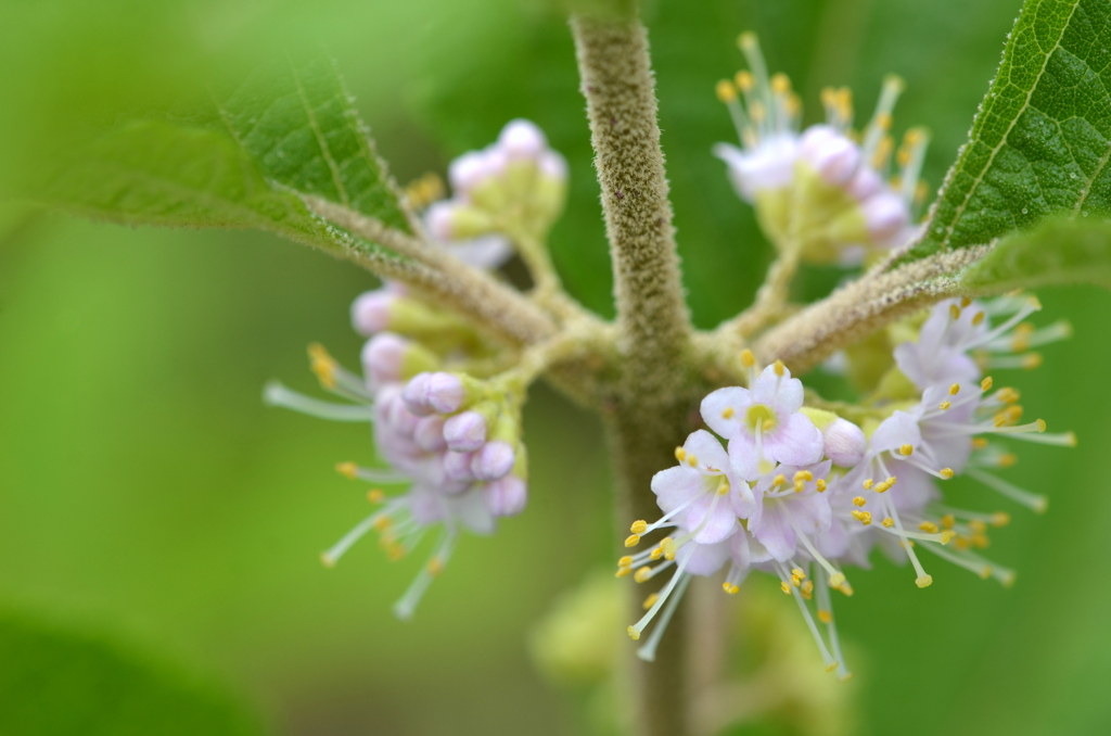 Callicarpa americana 7-27-23