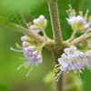 Callicarpa americana 7-27-23