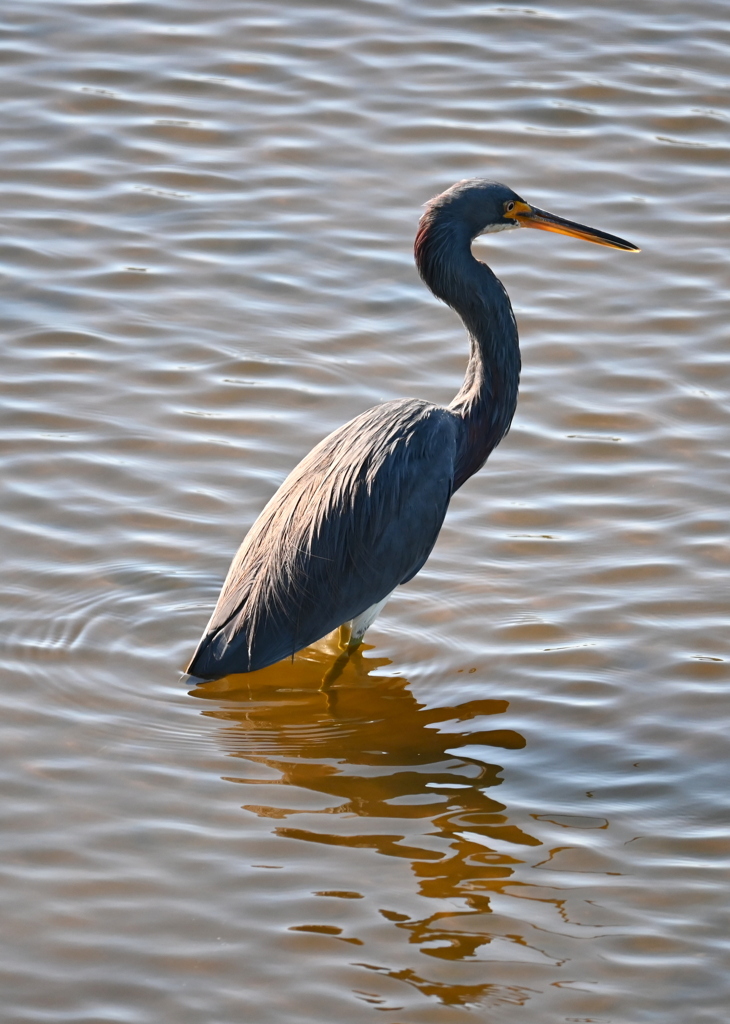 あれほしい　11-18-25