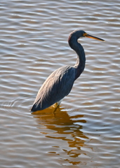 あれほしい　11-18-25