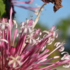 Fireworks Plant I 3-27-25