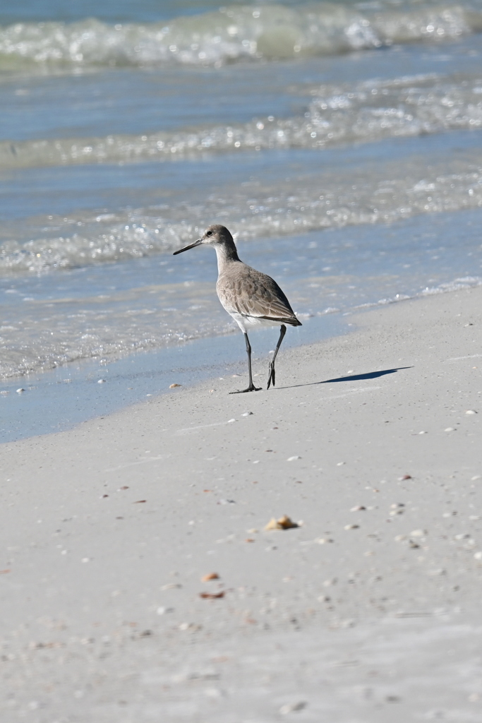 Willet I 11-26-24