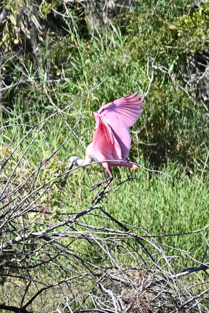 Displaying Pink 10-15-25