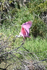 Displaying Pink 10-15-25