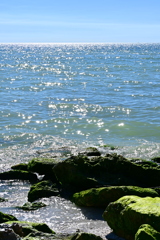 Shimmering 11-26-24