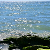 Shimmering 11-26-24