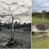 Tabebuia pallida 10-12-22