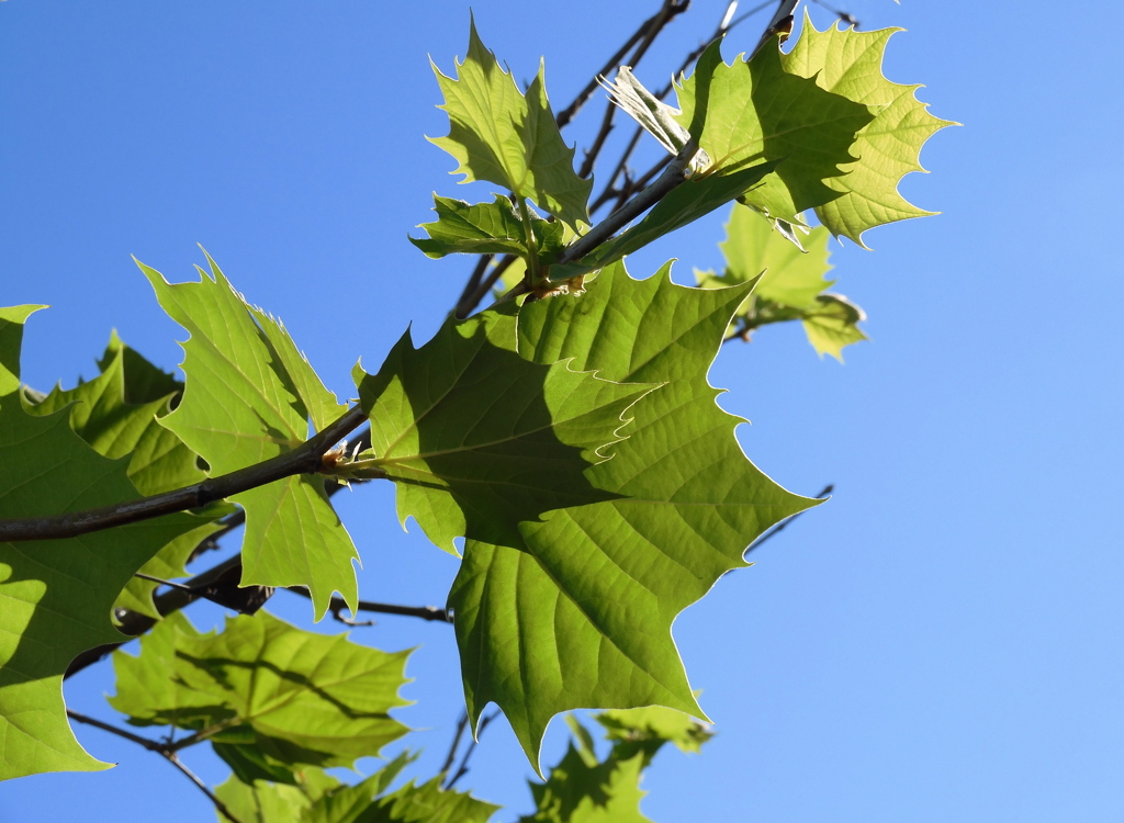 American Sycamore 4-6-23