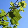 American Sycamore 4-6-23