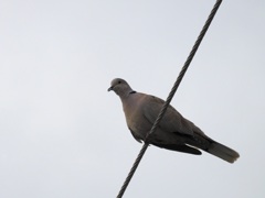 Eurasian Collared Dove II 9-24-23