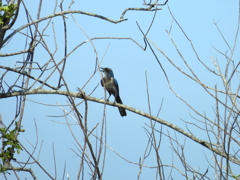 Florida Scrub Jay No2-III 5-11-23