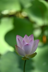 Opening　7-17-25