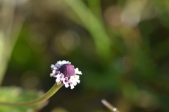 Phyla nodiflora 3-22-25
