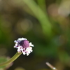 Phyla nodiflora 3-22-25