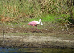 Pink Spoony 10-15-25