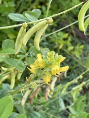 Smooth Rattlebox III 8-20-25