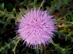 Cirsium horridulum I 2-21-24