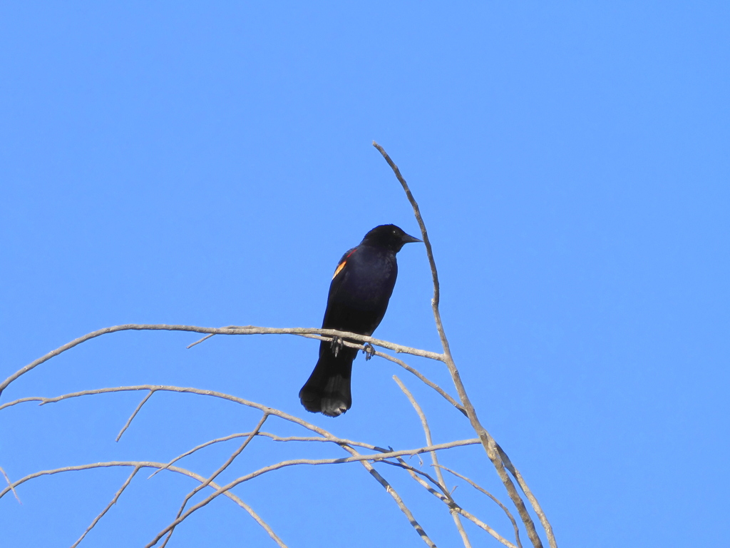 Red Winged Blackbird 4-4-23