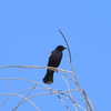 Red Winged Blackbird 4-4-23