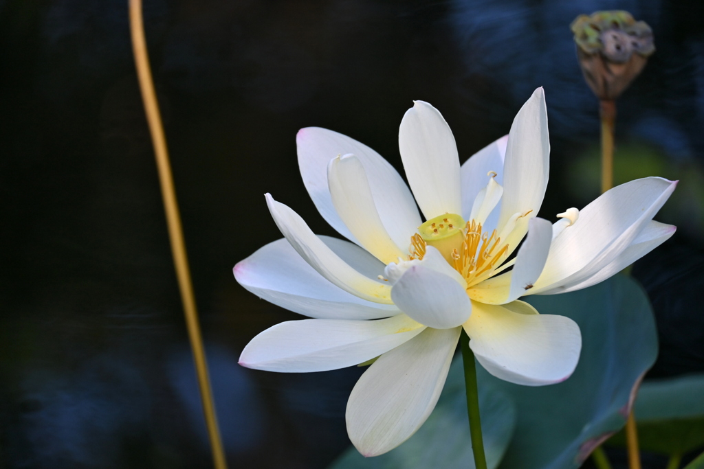 White I 7-17-25