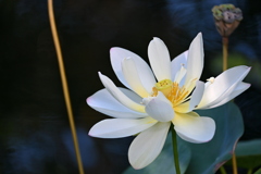 White I 7-17-25