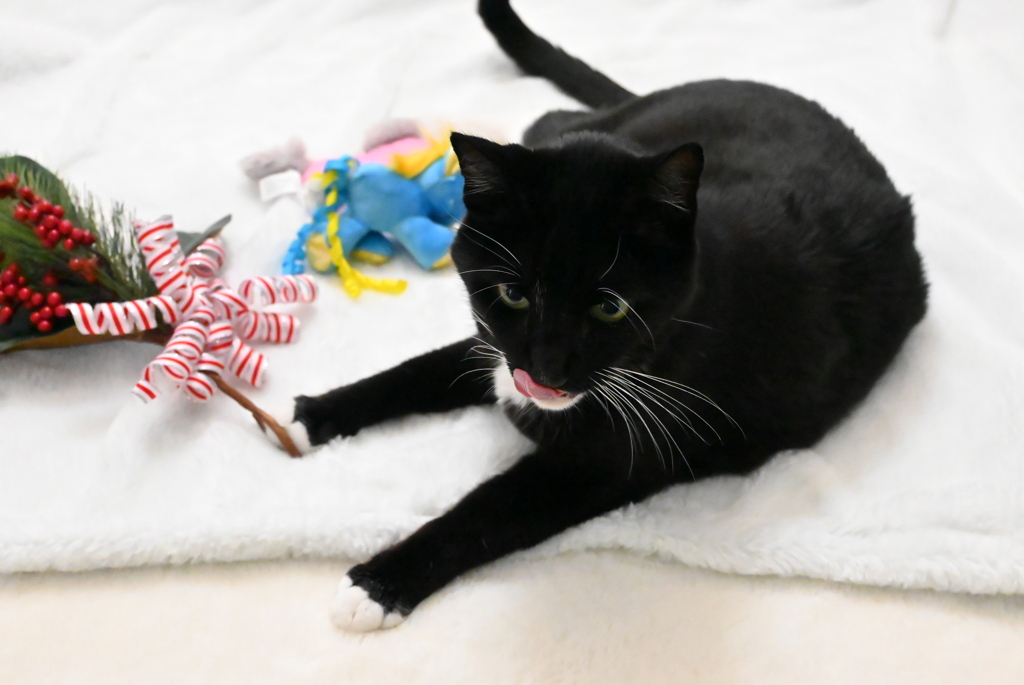 おいしいものくださいな　12-30-25