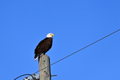 Bald Eagle 3 12-20-24