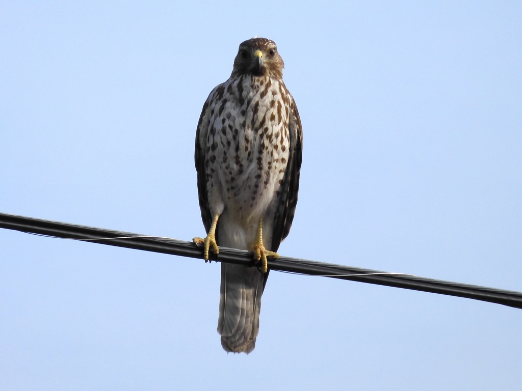 Red Shoulder Hawk II 11-24-23