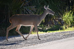 Odocoileus virginianus seminolus    10-1