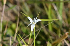 Rhynchospora colorata　3-22-25