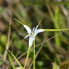 Rhynchospora colorata　3-22-25