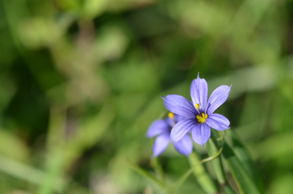 Blue Eyed Grass VI 2-9-23