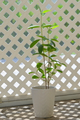 White Mangrove 6-5-25
