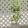 White Mangrove 6-5-25