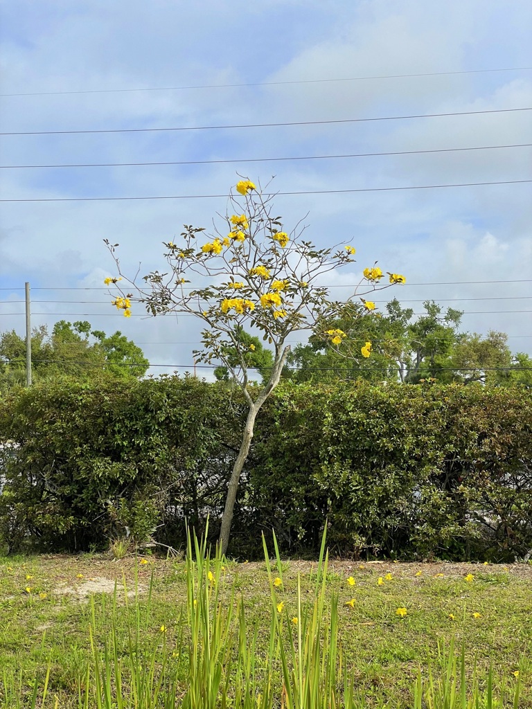 Golden Tumpet Tree No2-V 3-16-24