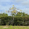 Golden Tumpet Tree No2-V 3-16-24
